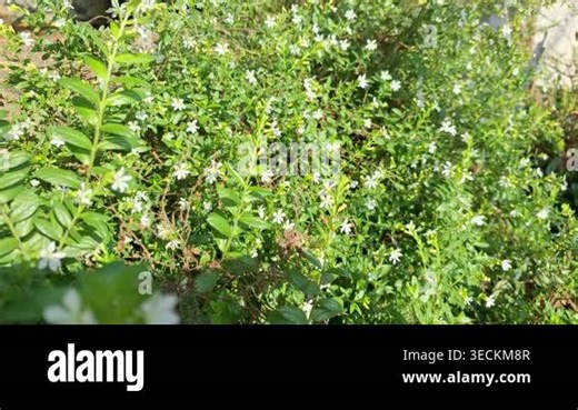 White Cuphea hyssopifolia flowers false heather mexican heather close up macro view outdoor garden landscaping nature background growth and biology concept high quality video footage Stock Video Footage - Alamy