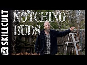 Training Fruit Trees by Bud Notching, Growth After One Year