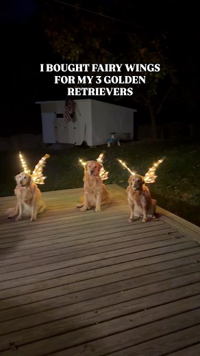 It's going to be a magical holiday season 🧚 I can't wait to make more content with these😂❤️ #goldenretriever | Riley the Golden Retriever