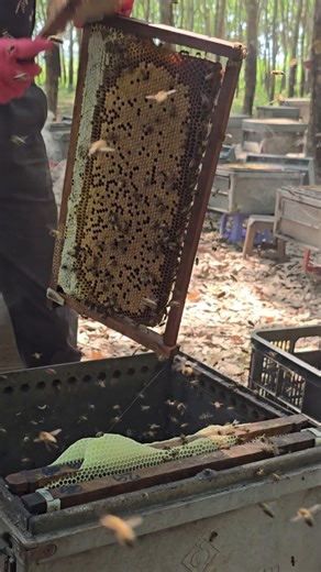 Wow! harvesting honeycomb look at the brood on it #brooder #honey #amazing #farming #insects #bee