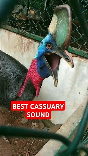 southern Cassowary sound viral