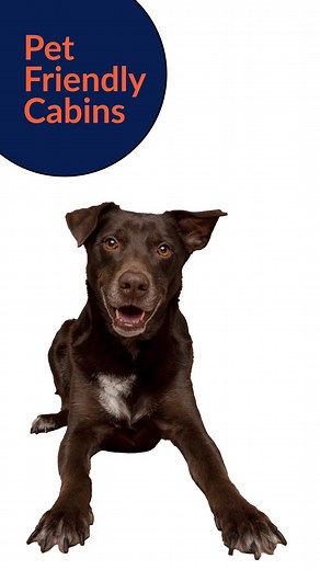 Because “who’s a good traveler?” deserves an answer. ‍了 Browse our pet-friendly cabins. https://www.chaletvillage.com/properties/pet-friendly/ #dollywood #GatlinburgCabins | Chalet Village by Cabins For You | Facebook