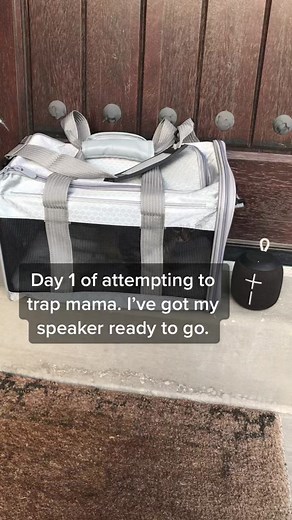 Disaster Mutt on TikTok