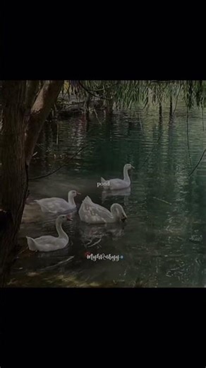 "🗣️ : aLsO pAiN" || #ytshorts #fypviral #aestheticedit