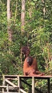 ORANGUTAN REPRODUCTIVE BEHAVIOUR | sopy zayus #shorts