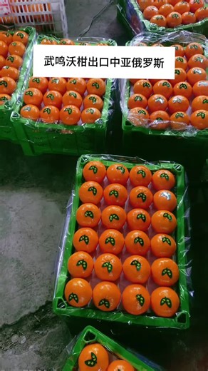 中国沃柑大桔子🍊，产地直接供应，没有中间商，提供商检发票。出口俄罗斯🇷🇺哈萨克斯坦🇰🇿中亚国家，专业柑橘出口外贸Китай сгребает мандарины 🍊, увидимся весной. Прямая поставка из места происхождения, без посредников, предоставление счетов-фактур для проверки. Экспорт в Россию 🇷🇺 Казахстан 🇰🇿 Страны Центральной Азии, специализирующиеся на экспорте цитрусовых и внешней торговле