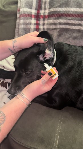 The Best Dog Ear Drops: A Comprehensive Review