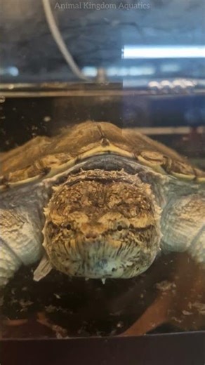 4K SNAP! 🐢 This Alligator Snapping Turtle is INSANE! #snappingturtle #4kshorts #aquatics #viral P3