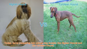 Comparing Afghan Hound and Tyrolean Hound: Origins, Appearance, and Temperament