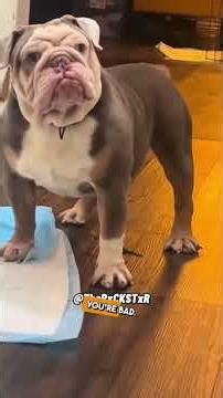 Funny Dog Voiceovers That Will Make You Laugh Nonstop 😂🐶
