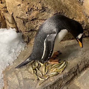 Week in Review: Yes, these penguins waddle all over our hearts. Every. Single. Day. 🐧 💚 🐧 📹: Caty, Aviary supervisor | Milwaukee County Zoo