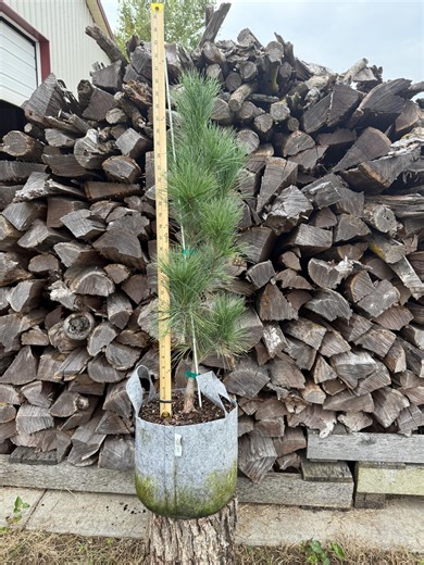 Pinus Strobus ‘stowe Pillar’ Eastern White Pine, 3 Gallon - Etsy