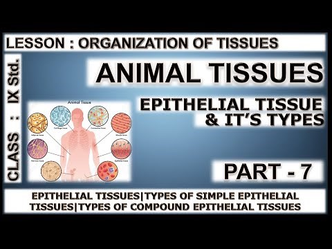 Animal Tissue | Epithelial Tissue & It's Types | Class 9 in Tamil