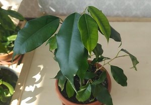 Ficus Midnight: The Care Tips You Need to Know | Ficusplant