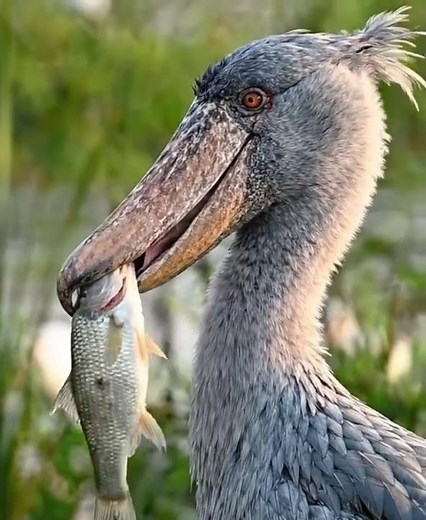 Shoebill: The Prehistoric Bird That Hunts in Silence 🦤