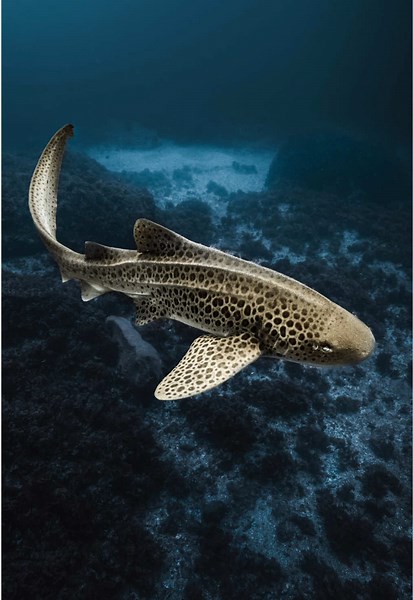 In search of fellow ocean lovers out there…💙 #ocean #sea #blue #marinelife #scubadiving #oceanlife