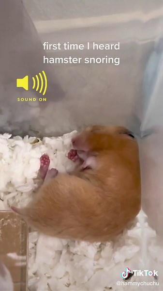 Cute Hamster Snoring Sounds Compilation