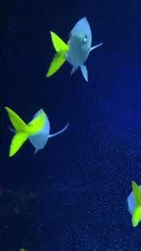 🐠 Aquarium im Zoo Leipzig – faszinierende Unterwasserwelt 🌊Tauche ein in eine Welt voller bunter