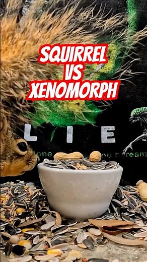 Xenomorph Squirrel! Alien Earth - #shorts