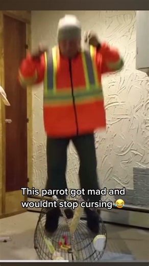 Hilarious Bird Swearing Compilation - Funny Parrot Moments