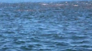 33K views · 106K shares | Is This The Biggest Swarm Of Redfish You've Ever Seen? Paul Sonnen was lucky enough to encounter this unbelievable school of agressive reds and capture it on film. | Tight Lines and Big Tines | Facebook