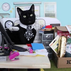 We love to see our subscribers' creativity! @lilmissbabycat turned our Pawffice-themed box into an ameowzing photo shoot! Would your cat pose like this? Sign up today and get 15% off your first month with coupon TRY15! Subscribe at → http://KitNip.com/pawffice! Thank you @lilmissbabycat for sharing your whole experience with us! These pictures make our day. If you have a picture or video of your cat enjoying their box, add it in the comments below! | KitNipBox