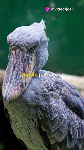 Découvrez le fascinant Bec-en-sabot du Nil!