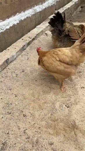 The bolder the body, the smaller the chicken. Daily life of free-range chickens. Raising chicken