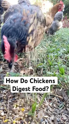 How Do Chickens Digest Food?