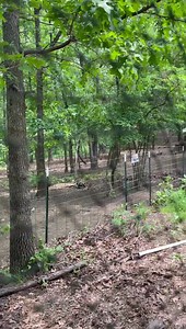 19K views · 2K reactions | Bunny and Cooper rodeo! | Wild Heart Ranch | Facebook