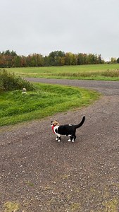 9.5K views · 2.1K reactions | Meowdy purrtners. Quick school bus and twine inspection on the way home 類 If you’re a fan of Jack Spicer’s kitty cat cowboy content please consider subscribing or joining his Patreon linked in bio  everything helps ❤️ #cat #cats #catlover #catsofinstagram #catlovers cats_of_instagram kittycat tuxedocat kitty catlife | Aaron Apps | Facebook