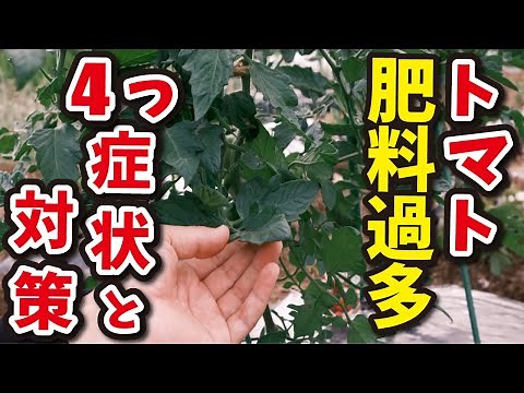 【トマト栽培】肥料過多の4つの症状 と 対策方法【家庭菜園】