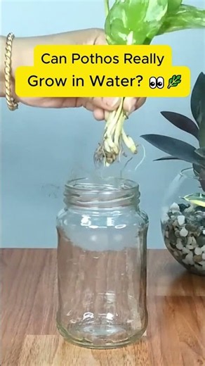 Can Pothos Really Grow in Water? 🌿💧 | Money Plant Decor #indoorplants #homedecor #pothos #diy