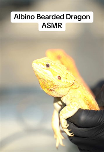 Albino Bearded Dragon ASMR: Relaxing Sounds of Reptiles