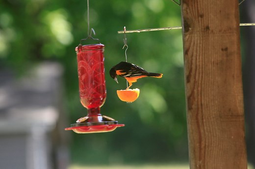 Orioles Can’t Resist This Oriole Nectar Recipe