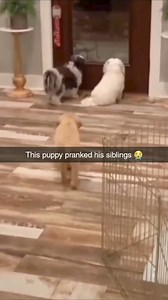 This puppy pranked his siblings 🤣🤣 #fbreelsfypシ゚viralfbreelsfypシ゚viral #fbreels #trendingreelsvideo #memes #funnyvideo #doglife | Crazy Funny Videos