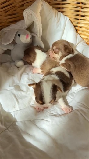 ✨🐾 Exciting News! 🐾✨ Our adorable Chihuahua puppies are now 8 weeks old and full of love, energy, and cuddles! 💕 They’re growing fast, showing off their playful personalities, and can’t wait to find their forever homes. Stay tuned for more updates and cute puppy pictures—you won’t want to miss them! 🐶💖 | Cecil Chihuahua Puppies Home