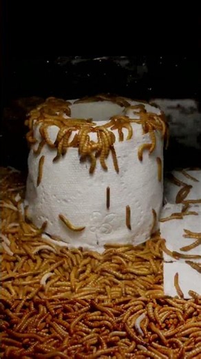 Mealworms vs Toilet Paper 👀🧻😜💩💛