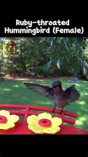 Ruby Throated Hummingbird Up Close! 🐦✨ (Feeder Cam)