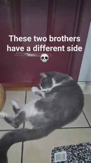 Name of cats are ginger and rayito
