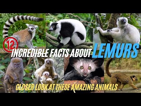 12 Incredible Facts About Lemurs - Closer Look at These Amazing Animals