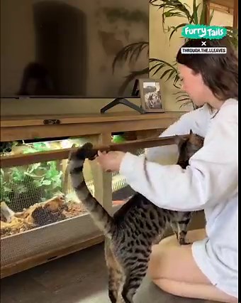 Fig is a very busy tortoise 🌺🐢 | Furry Tails