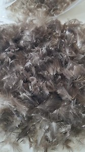 22K views · 227 reactions | Wild Duck CDC back in stock, now is the sorting time!朗朗 For those who love delicate flies tied on small hooks, these type of CDC is the most recommended! #troutlineshop #troutline #dryflies #cdcflies #flytying | Trout Line | Facebook