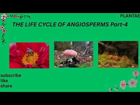 The Life Cycle Of Angiosperms part-4#angiosperms #botanylovers #floweringplants #biologylecture