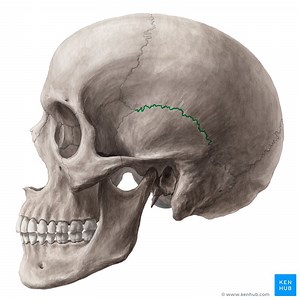 Squamous suture