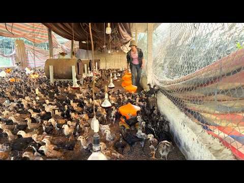 A day in the countryside taking care of 20-day-old chicks.