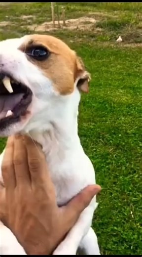 Angry Jack Russell Terrier!  Don’t let the cuteness fool you—he’s got a lot to say!  #JackRussell #JackRussellGrooming #JackRussellFunTimes #JackRussellPlaytimeFun #JackRussellJoy #JackRussellDaily #JackRussellMagicMoments #JackRussellFriends #JackRussellPuppyLove #JackRussellCuties #JackRussellAdventures #JackRussellMoments #JackRussellLife #JackRussellLoveAffair #JackRussellTraining | Jack Russell Terrier Klub | Facebook
