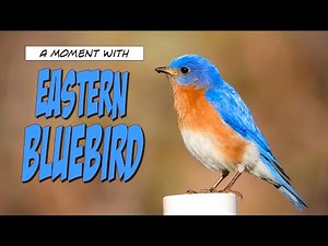 A Moment with Eastern Bluebirds