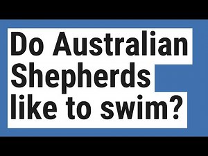 Do Australian Shepherds like to swim?