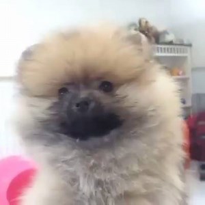 They are so fluffy!! | Amazing Things